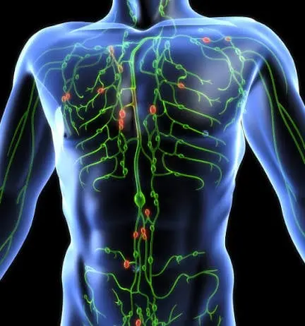 lymph flow Official Website